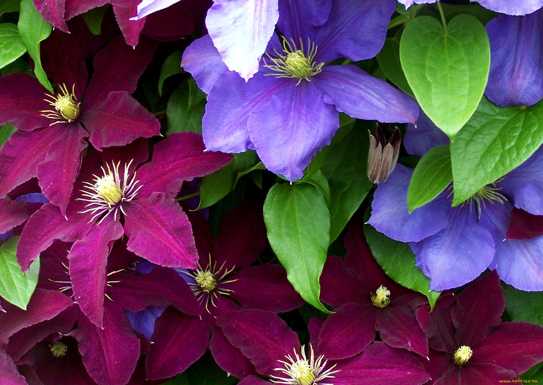 Clematis. Клематис цветок. Клематис (Clematis). Клематис Лоусониана. Клематис Вьюн.